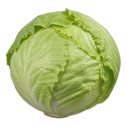 lettuce